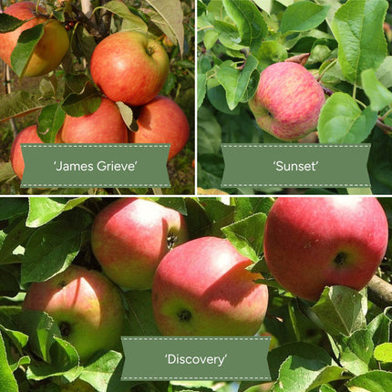 Family Apple Tree Trained Fruit Trees