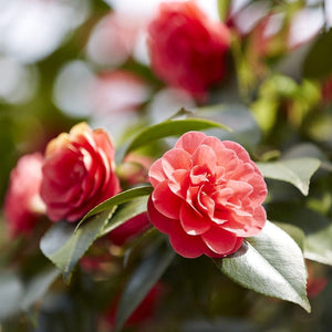 Red Japanese Camellia | Camellia japonica 'Lady Campbell' Shrubs