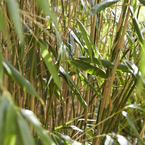 Arrow Bamboo | Pseudosasa japonica