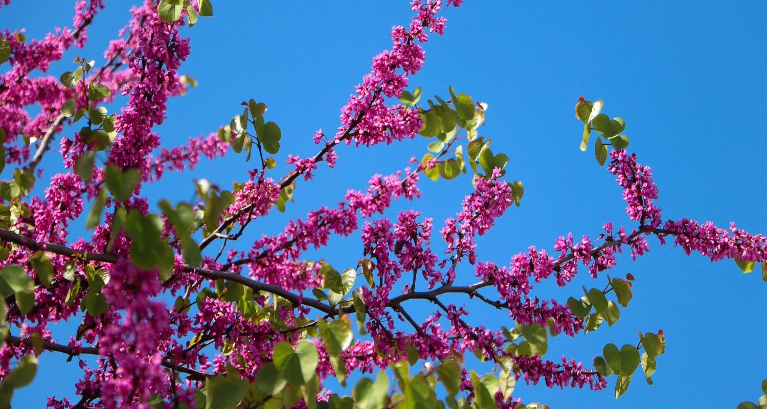 How the Judas Tree Got Its Name