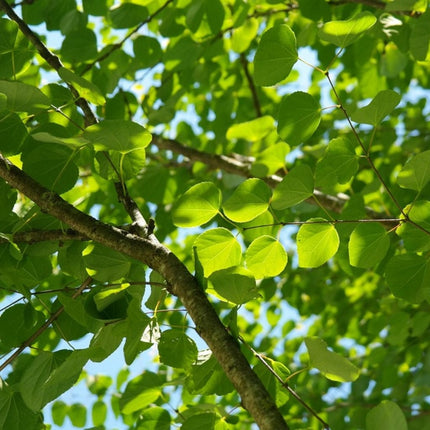 Toffee Apple Tree | Cercidiphyllum Japonicum 'Katsura' Ornamental Trees