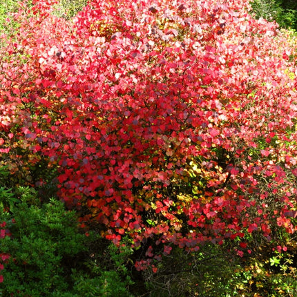 Toffee Apple Tree | Cercidiphyllum Japonicum 'Katsura' Ornamental Trees