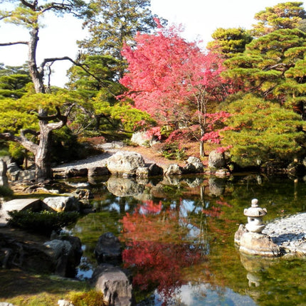 Toffee Apple Tree | Cercidiphyllum Japonicum 'Katsura' Ornamental Trees