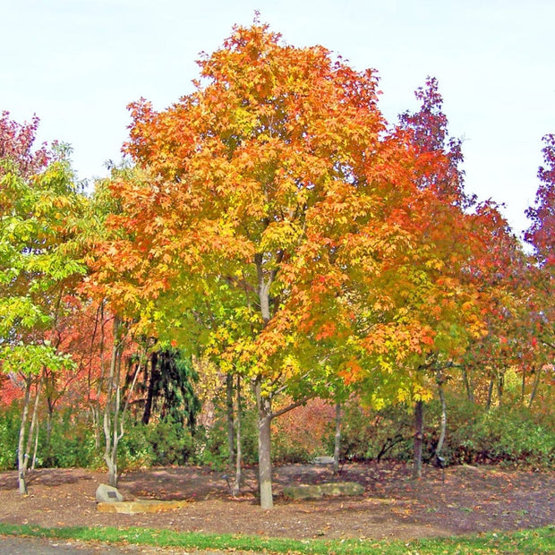 Toffee Apple Tree | Cercidiphyllum Japonicum 'Katsura' Ornamental Trees