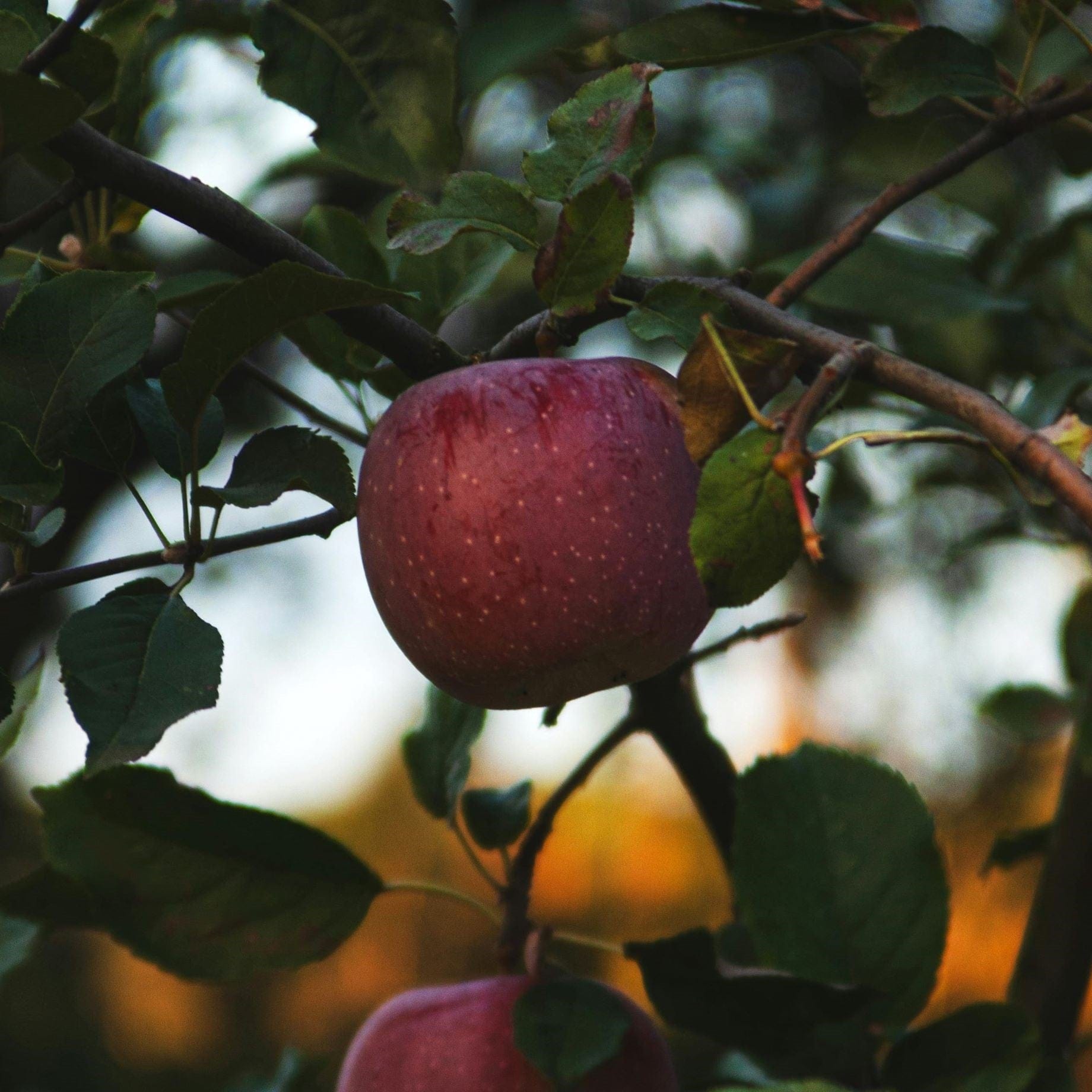 'Kingston Black' Apple Tree