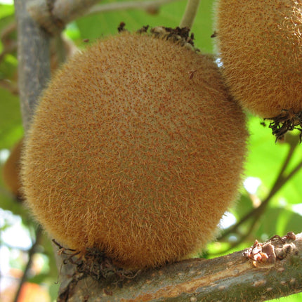 'Solissimo' Kiwi Plant Soft Fruit