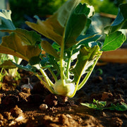 'Korist F1' Kohl Rabi Plants Vegetables