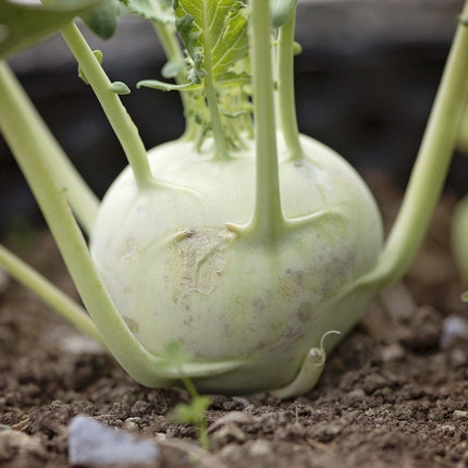 'Korist F1' Kohl Rabi Plants Vegetables