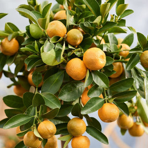 Calamondin Orange Tree | Citrus calamondin Soft Fruit