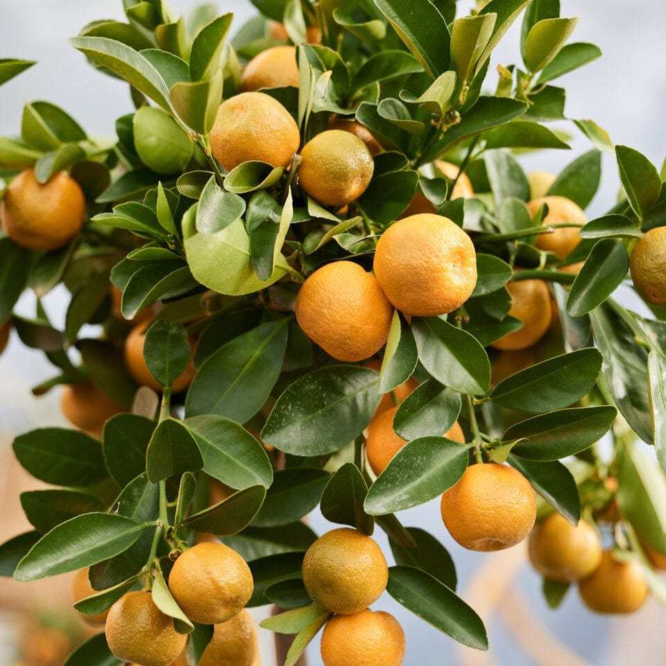 Calamondin Orange Tree | Citrus calamondin – Roots Plants