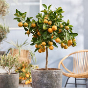 Calamondin Orange Tree | Citrus calamondin Trained Fruit Trees