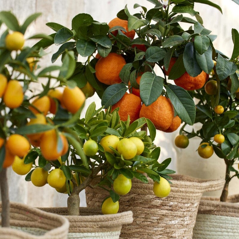 Patio Citrus Tree Collection