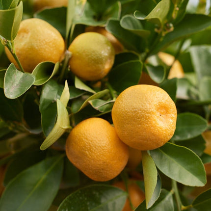 Calamondin Orange Tree | Citrus calamondin Soft Fruit