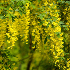 Golden Rain Tree | Laburnum watereri 'Vossii' Ornamental Trees