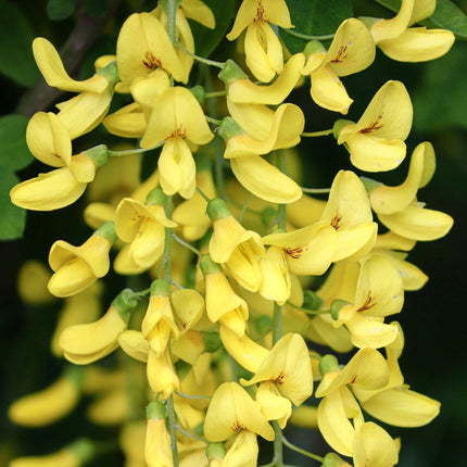 Golden Rain Tree | Laburnum watereri 'Vossii' Ornamental Trees