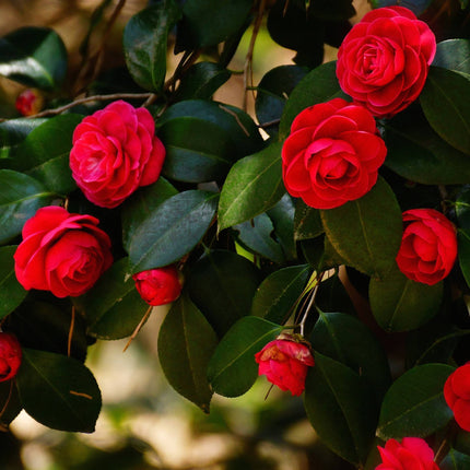 Red Japanese Camellia | Camellia japonica 'Lady Campbell' Shrubs