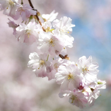 'Accolade' Pink Cherry Blossom Tree Ornamental Trees