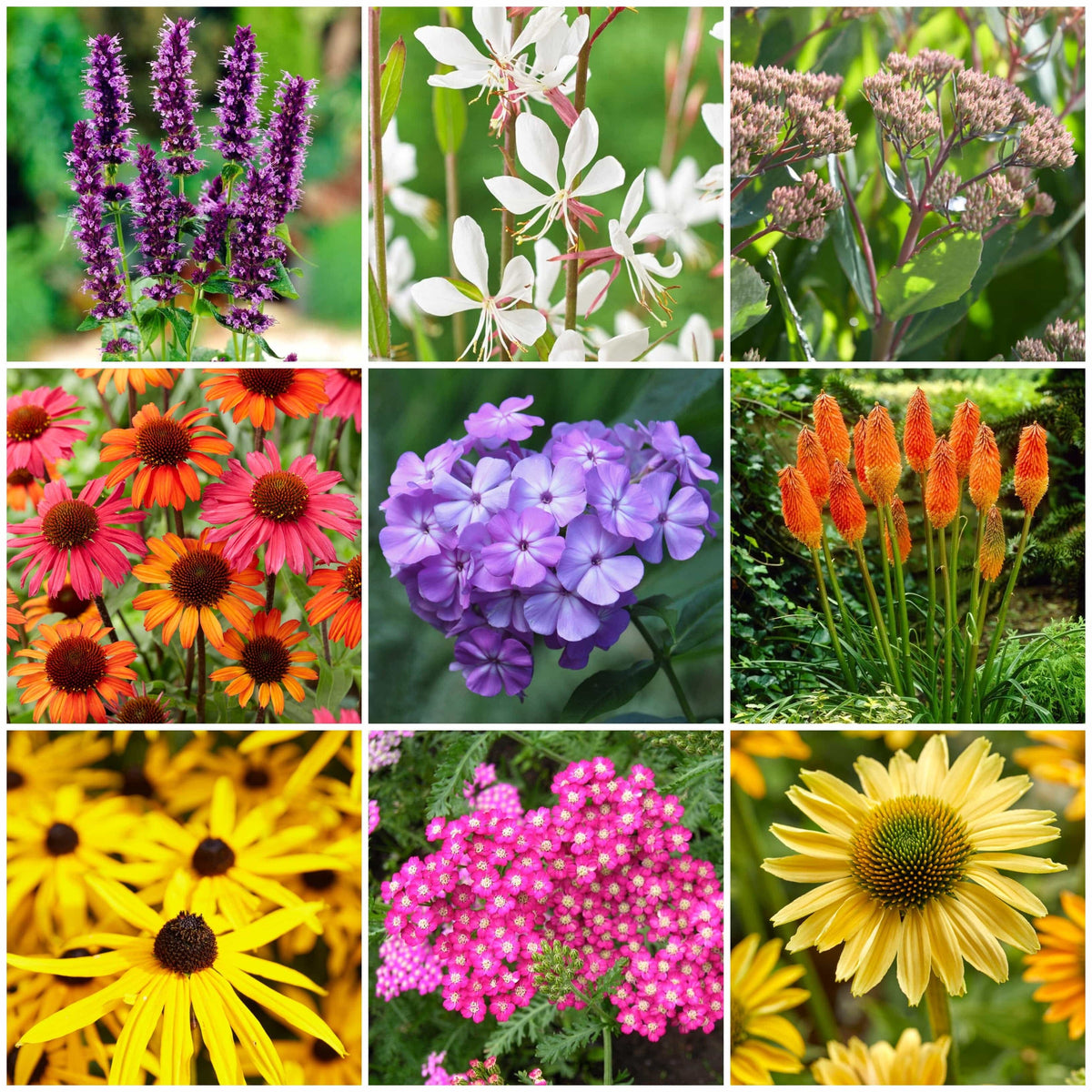 Late Flowering Perennials Collection | Interest For Late Summer – Roots ...