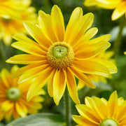 Rudbeckia 'Lemon SmileyZ' Perennial Bedding