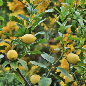 Grafted Patio Lemon Tree | 4 Seasons Lemon Trained Fruit Trees