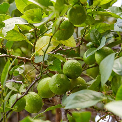 Dwarf Fruit Trees Expertly Grown for Pots and Patios - Roots Plants