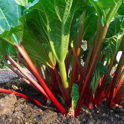 'Livingstone' Rhubarb Plant Soft Fruit