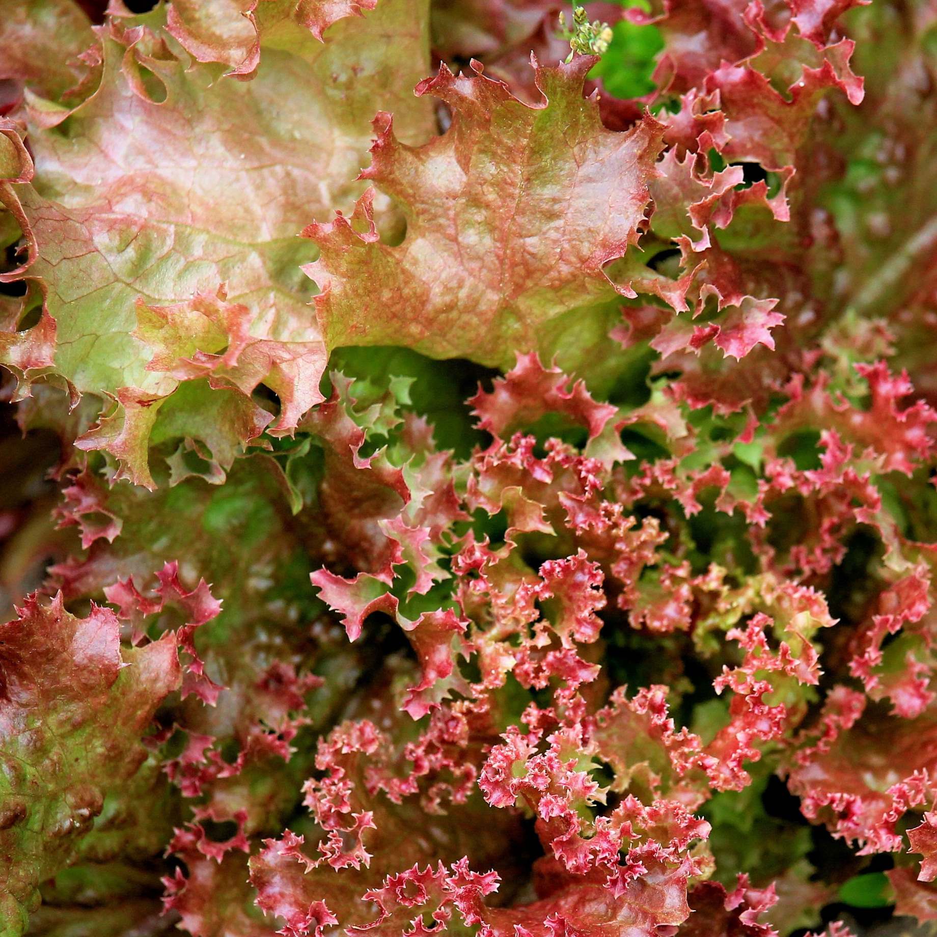 'Lollo Rossa' Lettuce Plants