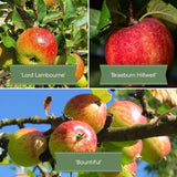 Family Apple Tree Trained Fruit Trees