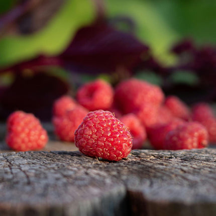 'Malling Jewel' Raspberry Plants Soft Fruit