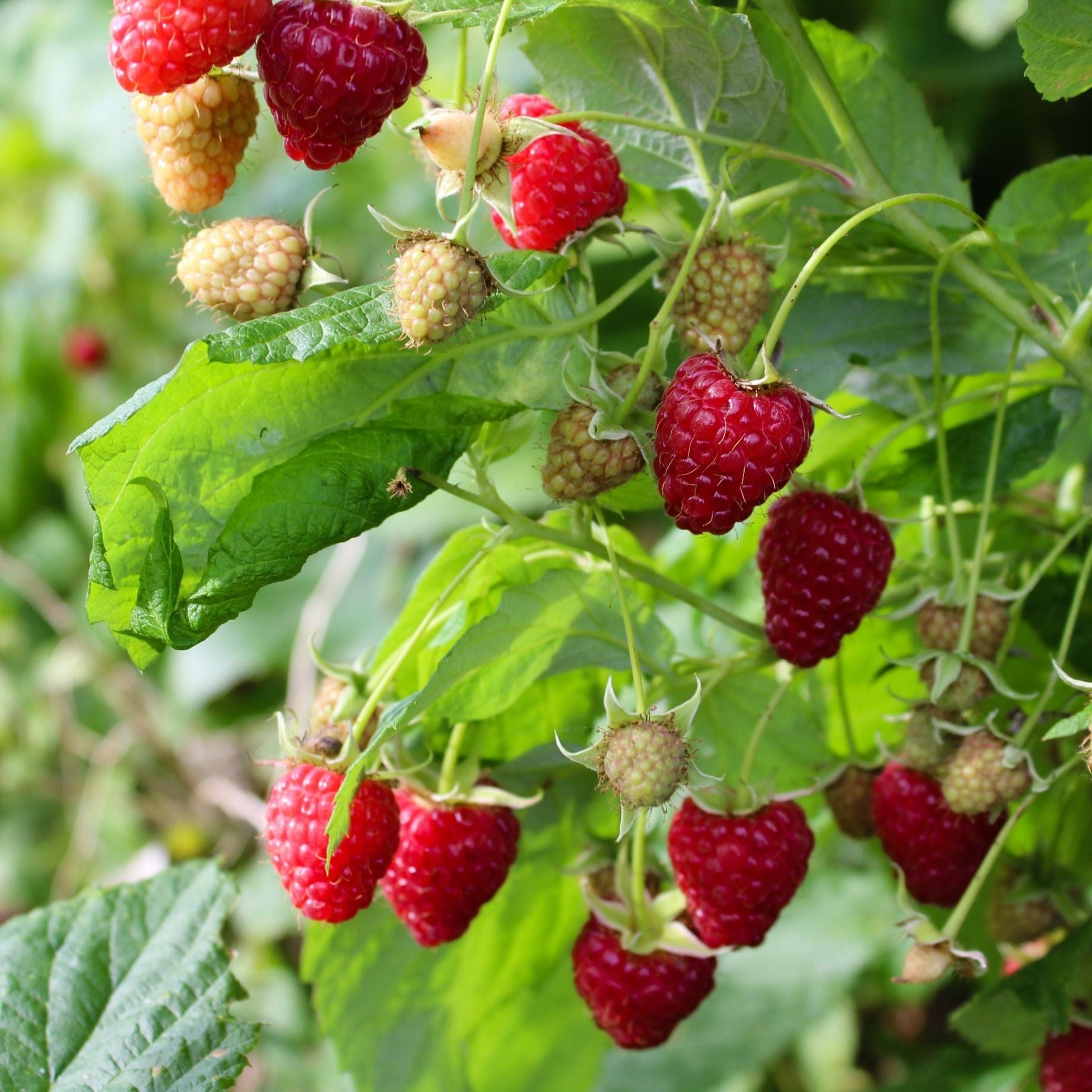 'Malling Jewel' Raspberry Plants