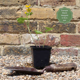 Marsh Marigold Pond Plants