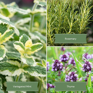 Mediterranean Herb Plants Collection Vegetables