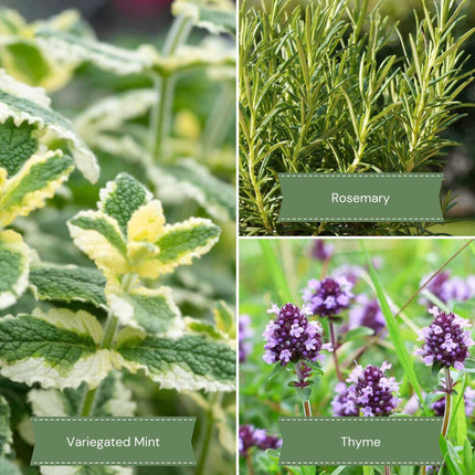 Mediterranean Herb Plants Collection Vegetables