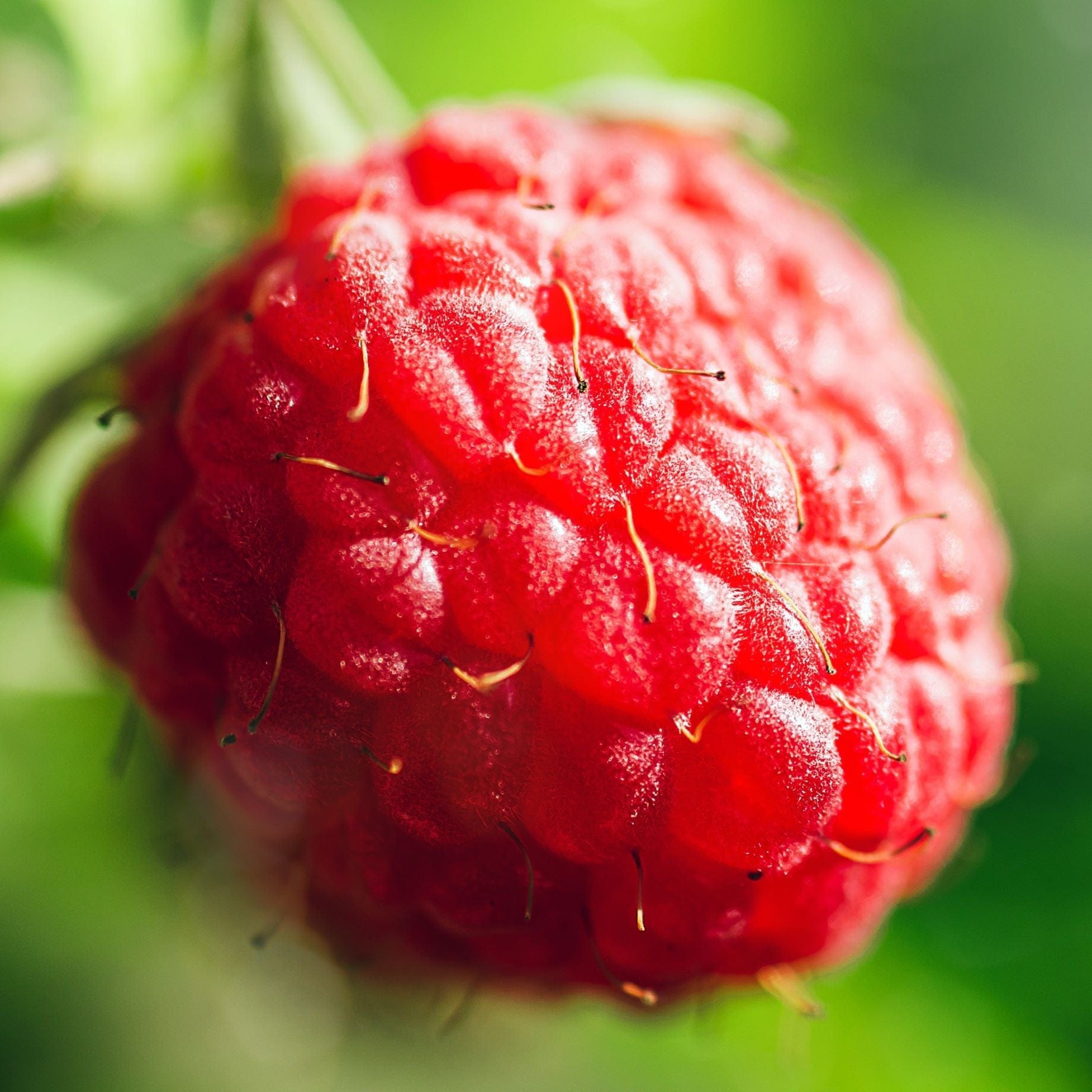 'Malling Minerva' Raspberry Plants