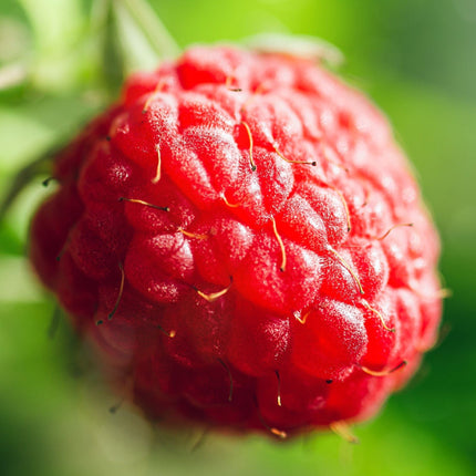 'Malling Minerva' Raspberry Plants Soft Fruit