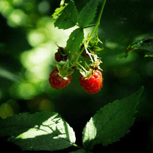 'Malling Minerva' Raspberry Plants Soft Fruit