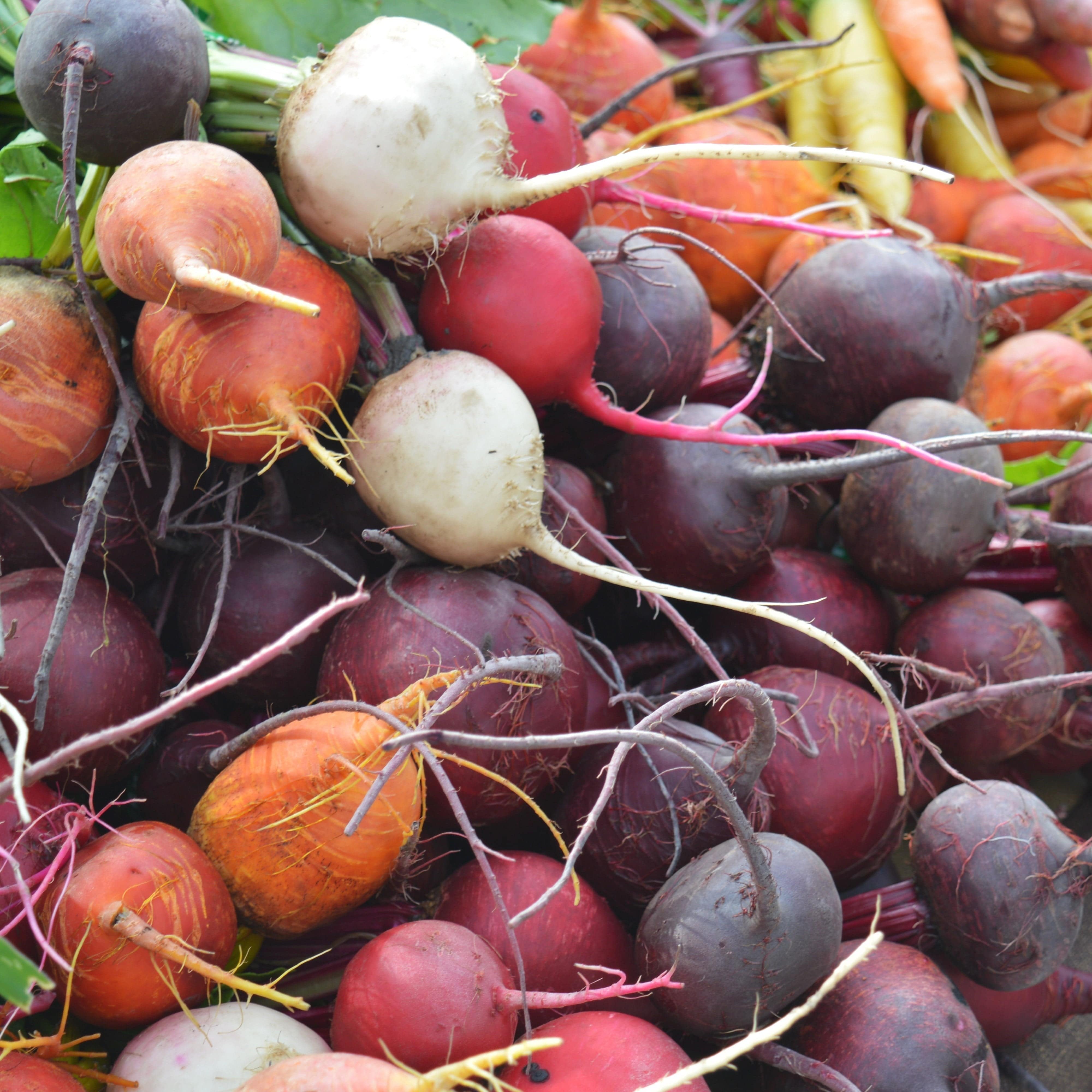 Mixed Beetroot Plants