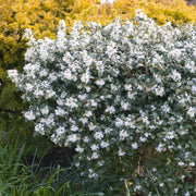 Burkwood Osmanthus | Osmanthus burkwoodii Shrubs