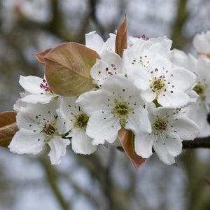 '20th Century' Japanese Pear Tree | Nashi Pear Fruit Trees