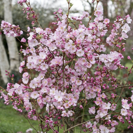 'Accolade' Pink Cherry Blossom Tree Ornamental Trees