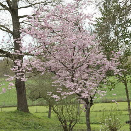 'Accolade' Pink Cherry Blossom Tree Ornamental Trees