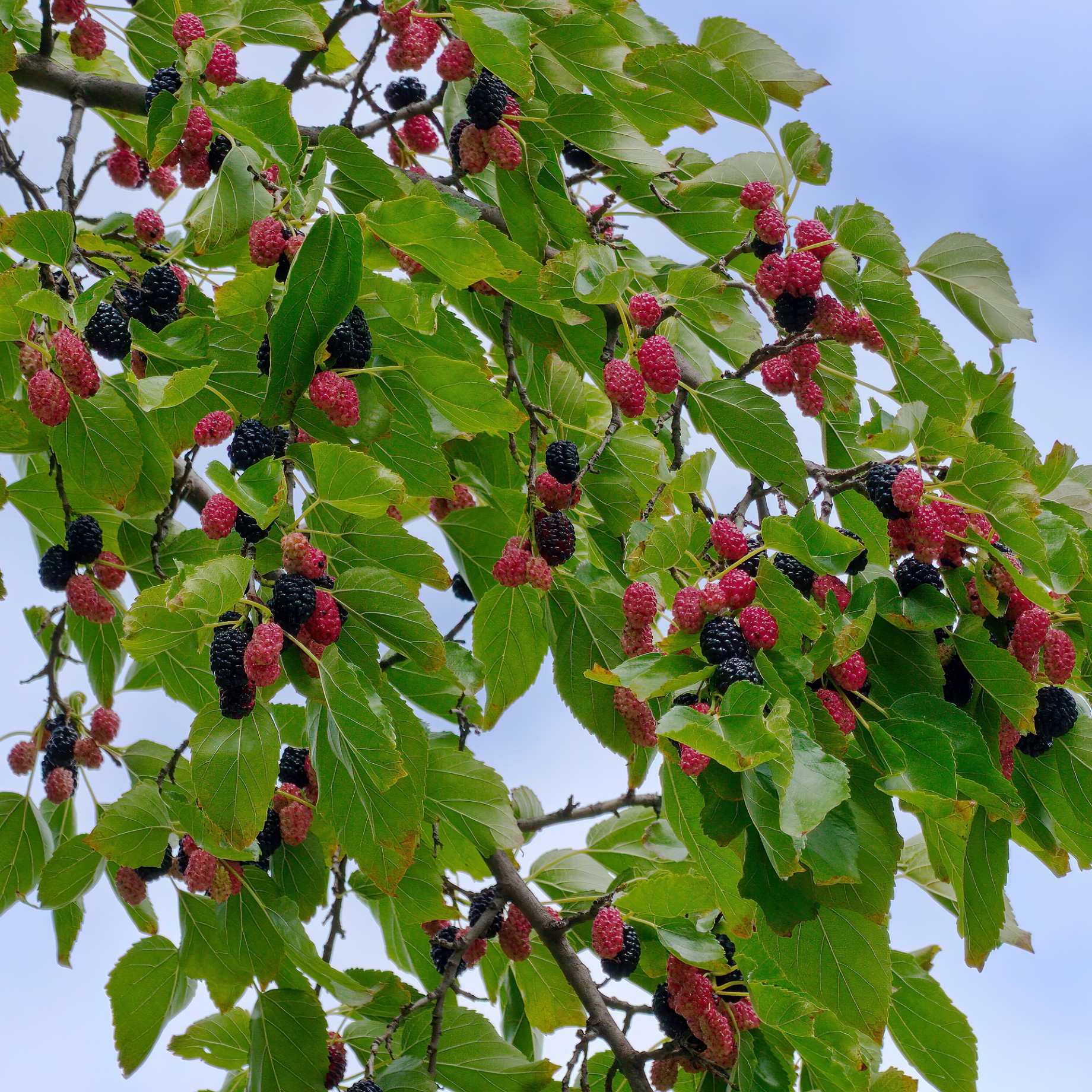 'Repsime' Mulberry Tree