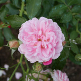 'My Beloved Mother' Shrub Rose Shrubs