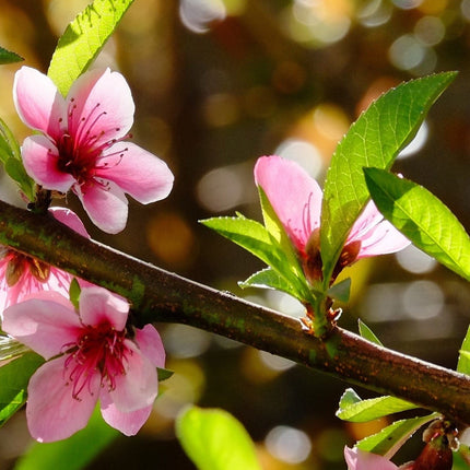 'Flat' Nectarine Tree Fruit Trees