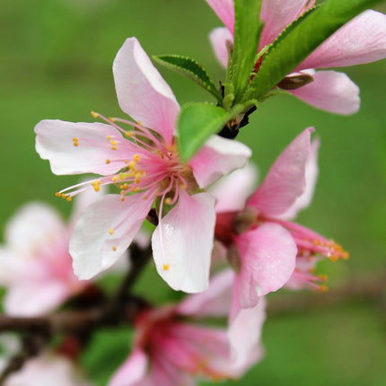 'Red Gold' Nectarine Tree Fruit Trees