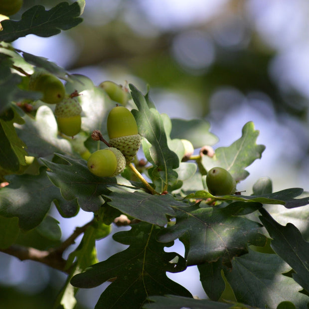 English Oak Hedging | Quercus robur Shrubs