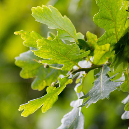 English Oak Hedging | Quercus robur Shrubs