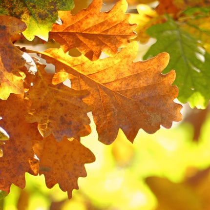 English Oak Hedging | Quercus robur Shrubs