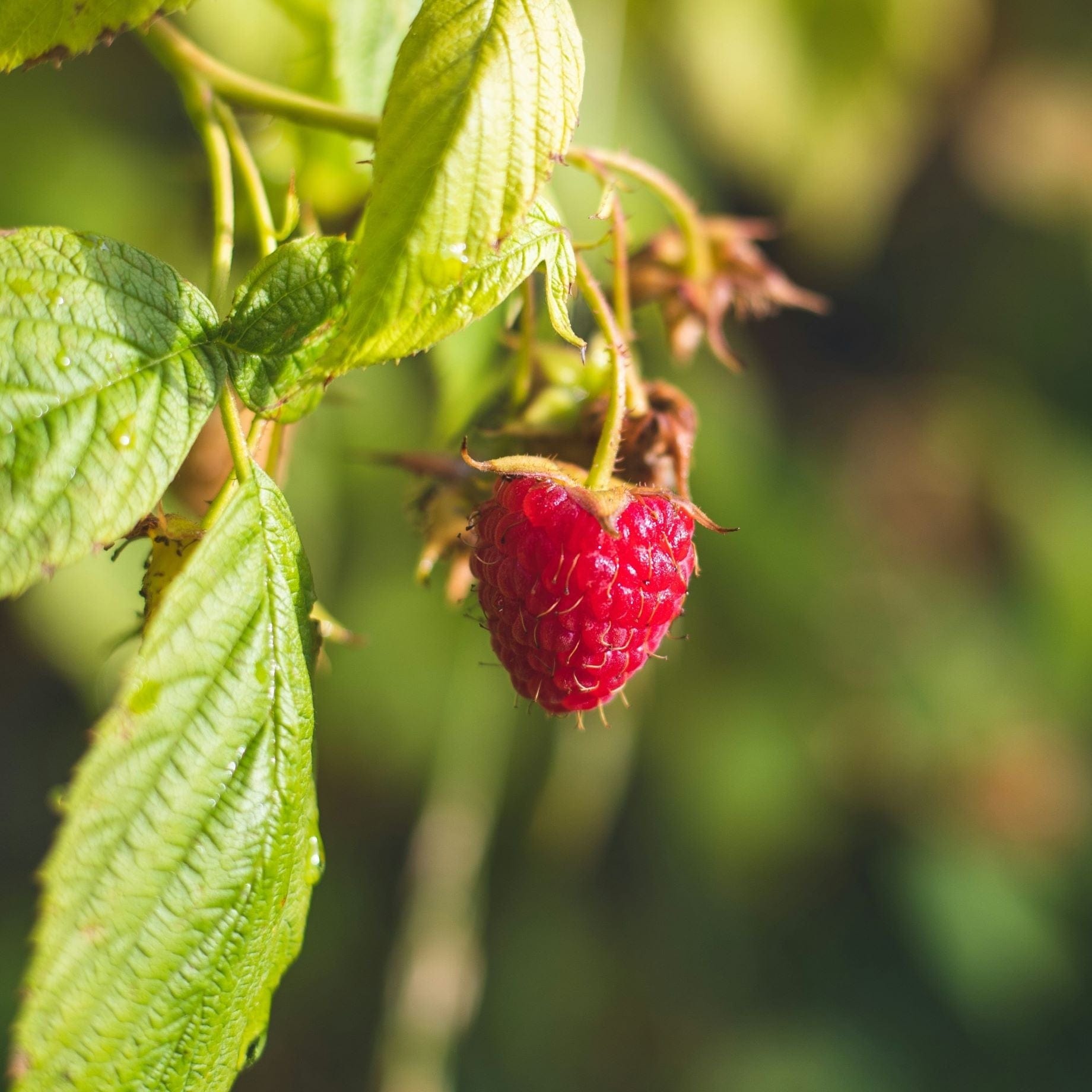 'Octavia' Long Cane Raspberry Plant – Roots Plants