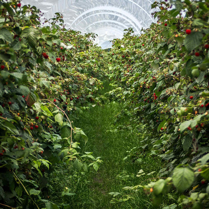 'Octavia' Raspberry Plants (Long Cane) Soft Fruit